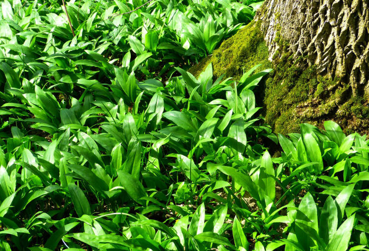 Wenn man bei einem Ausritt im Wald auf Bärlauch stößt, heißt es: auf Abstand gehen – denn die Pflanze ist für Hunde und Pferde giftig.